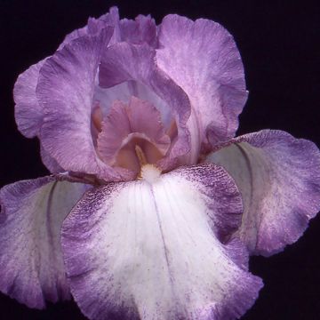 Iris germanica Casino Queen - Bearded Iris