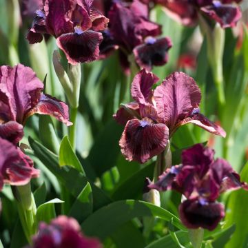 Iris germanica Cats Eye - Bearded Iris