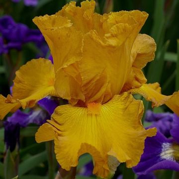 Iris germanica Cigarillo - Bearded Iris