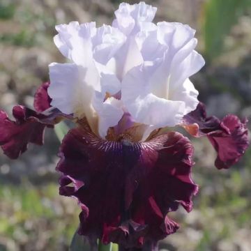 Iris germanica Above The Clouds - Iris des Jardins