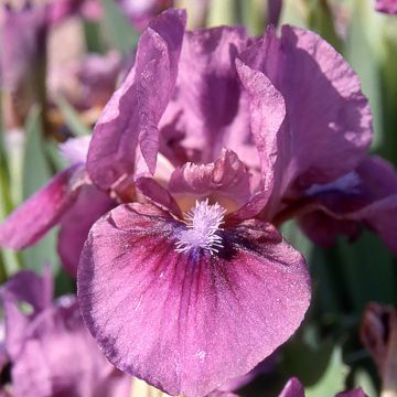 Iris germanica Colour me Rose - Bearded Iris