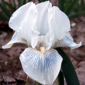 Iris germanica Cutie - Bearded Iris