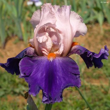 Iris germanica Dating A Royal