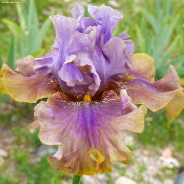 Iris germanica Déguisement
