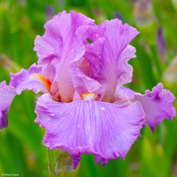 Iris germanica Effrontée - Bearded Iris