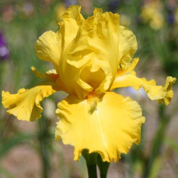 Iris germanica Grand Canari - Bearded Iris