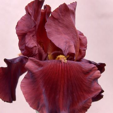 Iris germanica Inferno - Bearded Iris