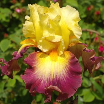 Iris germanica Jacques Coeur