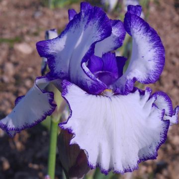 Iris germanica Jouvenceau - Bearded Iris