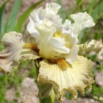 Iris germanica Ciel Gris sur Poilly - Iris des Jardins 