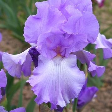 Iris germanica Mary Frances