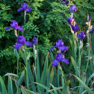 Iris germanica Mer du Sud - Bearded Iris