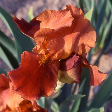 Iris Natchez Trace - Tall Bearded Iris