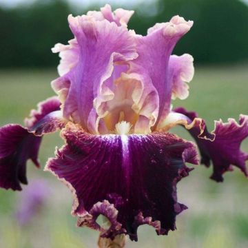 Iris New Leaf