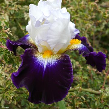 Iris Noctambule - Tall Bearded Iris
