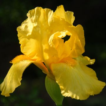 Iris germanica Ola Kala - Bearded Iris