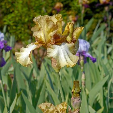 Iris Patina - Tall Bearded Iris