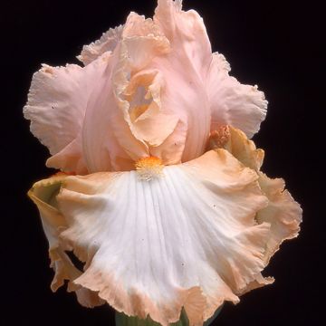 Iris Peach Frost - Tall Bearded Iris