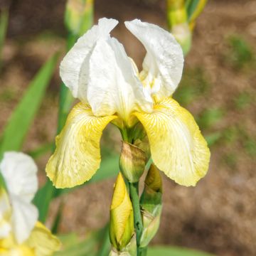 Iris Pinnacle - Bearded Iris