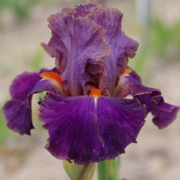 Iris Plaisantin - Tall Bearded Iris