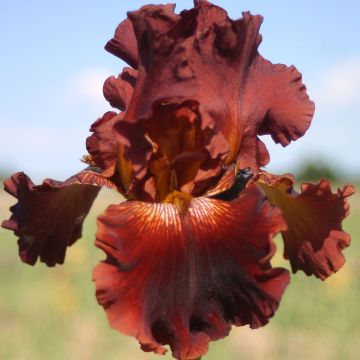 Iris Play with Fire
