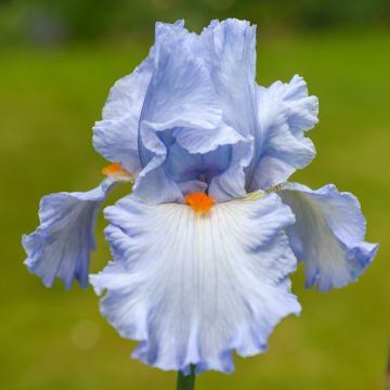 Iris Princesse Caroline de Monaco - Tall Bearded Iris