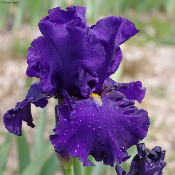 Iris Profond Soupir - Tall Bearded Iris