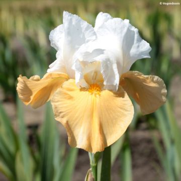 Iris Pumpkin Cheesecake - Bearded Iris