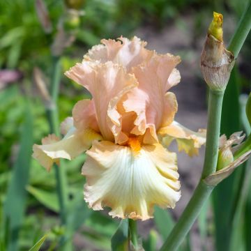 Iris Qualified - Tall Bearded Iris