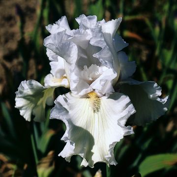 Iris Re La Blanche - Tall Bearded Iris