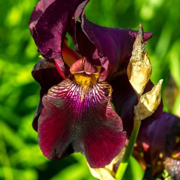 Iris Red Orchid - Bearded Iris