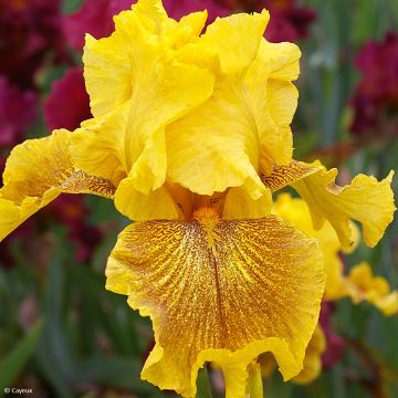Iris Rio de Oro - Tall Bearded Iris