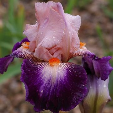 Iris Robe du soir - Bearded Iris