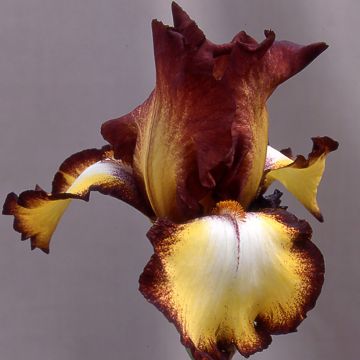 Iris Showcase - Tall Bearded Iris