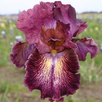 Iris Sirop de Framboise