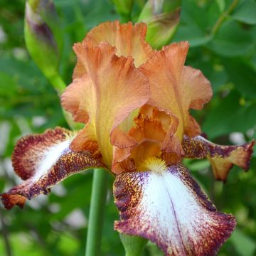 Iris Siva Siva - Tall Bearded Iris