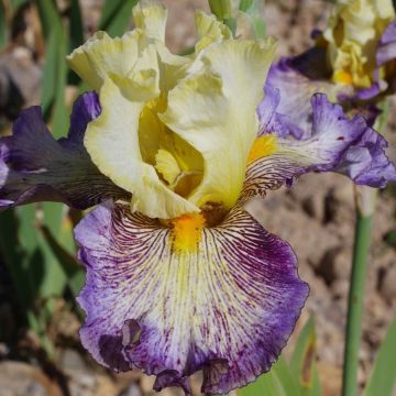 Iris Sorcellerie  - Bearded Iris