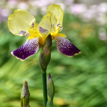 Iris germanica Stellata