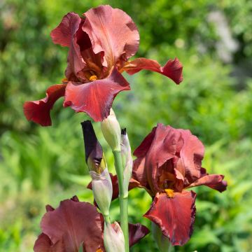 Iris Sultans Palace - Tall Bearded Iris