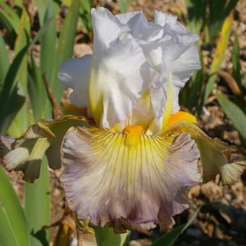 Iris Sur la plage - Tall Bearded Iris