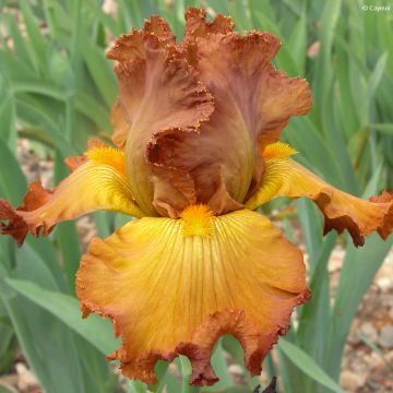 Iris Tabac Blond - Tall Bearded Iris