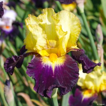 Iris Tel Arlequin - Bearded Iris