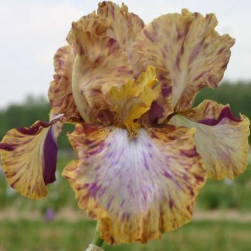 Iris Toucan Tango - Tall Bearded Iris