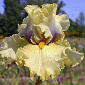 Iris Trade Secret