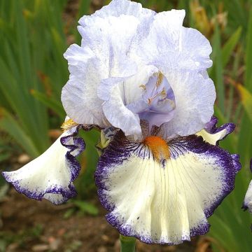 Iris Urluberlu - Tall Bearded Iris