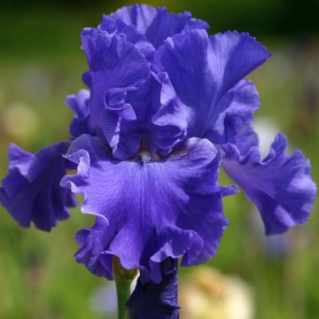 Iris Yaquina Blue - Tall Bearded Iris