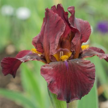 Iris Young Blood - Tall Bearded Iris