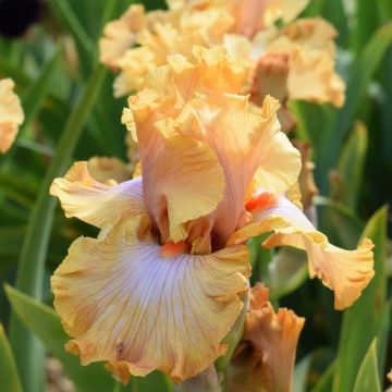 Iris germanica Ambertime - Bearded Iris