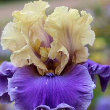Iris germanica Guernazelle