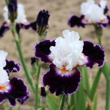 Iris germanica Le Bois Du Vent